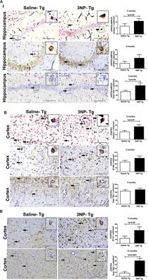 Exposure to 3-Nitropropionic Acid Mitochondrial Toxin Induces Tau Pathology in Tangle-Mouse Model and in Wild Type-Mice